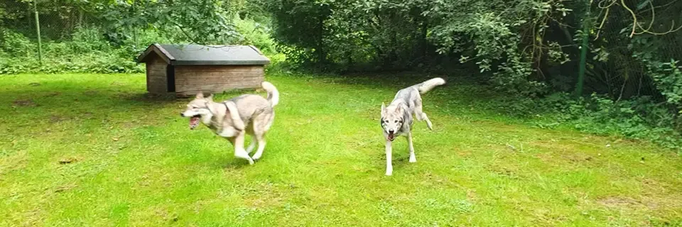 Spielende Hunde